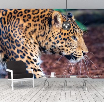 Picture of Leopard a beautiful panther portrait of profile